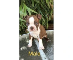 Gorgeous Red Boston Terrier puppies looking for new homes - 2