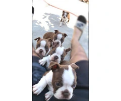 Gorgeous Red Boston Terrier puppies looking for new homes - 3