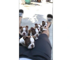 Gorgeous Red Boston Terrier puppies looking for new homes - 4