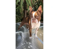 Gorgeous Red Boston Terrier puppies looking for new homes - 6