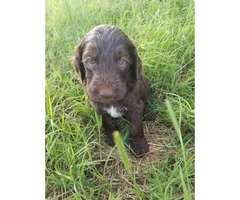 Double doodle puppies available