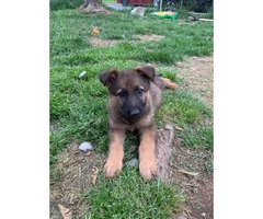 3 males and 1 female German shepherd Pups for sale