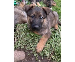 3 males and 1 female German shepherd Pups for sale - 2