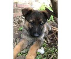 3 males and 1 female German shepherd Pups for sale - 3