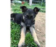3 males and 1 female German shepherd Pups for sale - 4