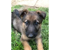 3 males and 1 female German shepherd Pups for sale - 5
