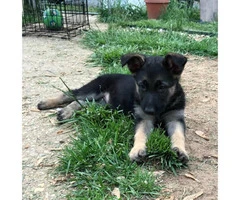 3 males and 1 female German shepherd Pups for sale - 6