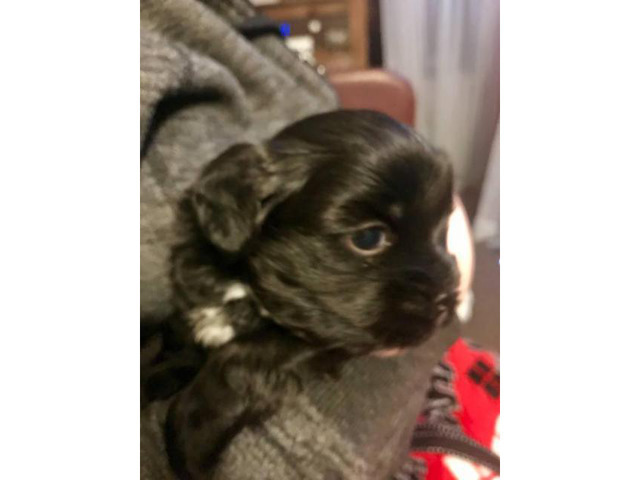 Hypoallergenic Shorkie Puppies for sale in Boston ...