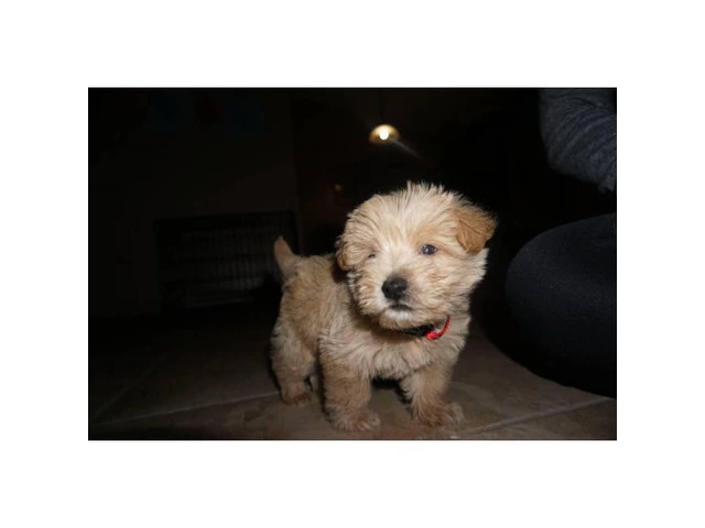 Sweet adorable westipoo puppy for sale - 1/5