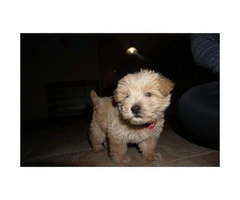 Sweet adorable westipoo puppy for sale