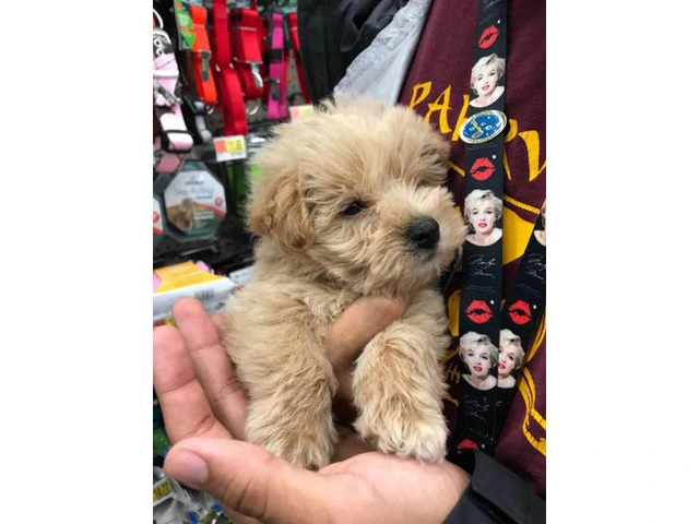 Sweet adorable westipoo puppy for sale - 2/5