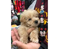 Sweet adorable westipoo puppy for sale - 2