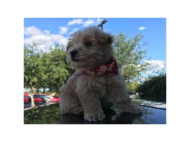 Sweet adorable westipoo puppy for sale - 3/5