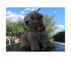Sweet adorable westipoo puppy for sale - 3