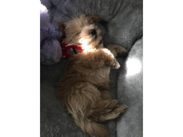 Sweet adorable westipoo puppy for sale - 4/5