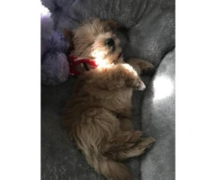 Sweet adorable westipoo puppy for sale - 4