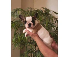 AKC Pied french bulldog female puppy for sale