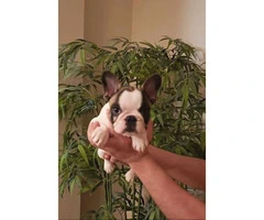 AKC Pied french bulldog female puppy for sale - 2