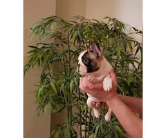 AKC Pied french bulldog female puppy for sale - 3