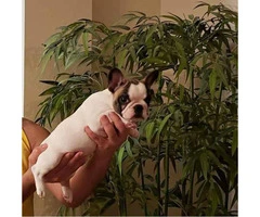 AKC Pied french bulldog female puppy for sale - 4