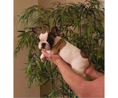 AKC Pied french bulldog female puppy for sale - 5
