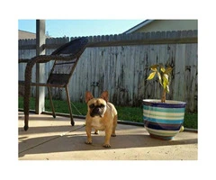 AKC Pied french bulldog female puppy for sale - 6