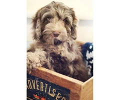 14 weeks old Cockapoo male puppy for sale - 2