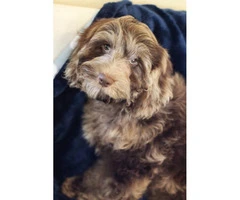 14 weeks old Cockapoo male puppy for sale - 3