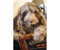 14 weeks old Cockapoo male puppy for sale - 5