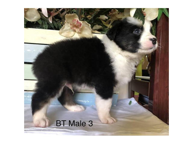 8 very pretty AKC Australian Shepherd puppies available in Atlanta