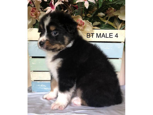 8 very pretty AKC Australian Shepherd puppies available in ...