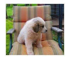 6 AKC Registered Great Pyrenees puppies