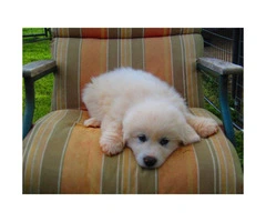 6 AKC Registered Great Pyrenees puppies