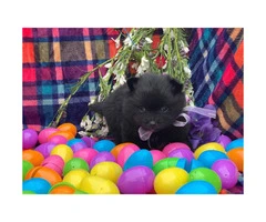 3 CKC registered male Pomeranian Puppies ready for their forever home - 3