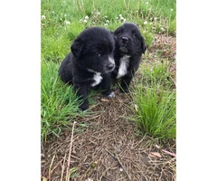 2 golden retriever mix puppies for adoption - 1