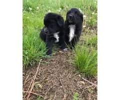 2 golden retriever mix puppies for adoption - 2