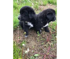 2 golden retriever mix puppies for adoption - 3