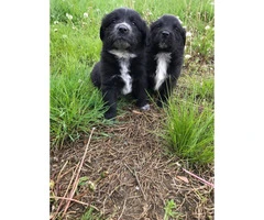 2 golden retriever mix puppies for adoption - 4