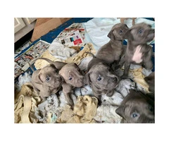 4 beautiful pit puppies left