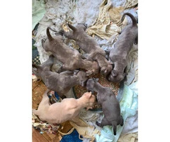 4 beautiful pit puppies left - 3