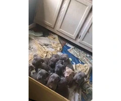 4 beautiful pit puppies left - 4
