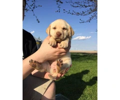 AKC males & females chocolate and yellow Labrador puppies - 1