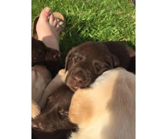 AKC males & females chocolate and yellow Labrador puppies - 2