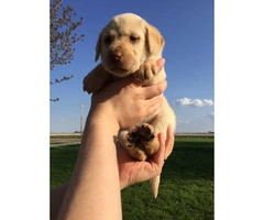 AKC males & females chocolate and yellow Labrador puppies - 4