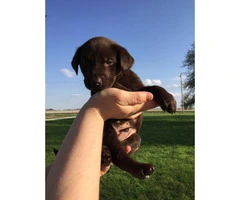 AKC males & females chocolate and yellow Labrador puppies - 5