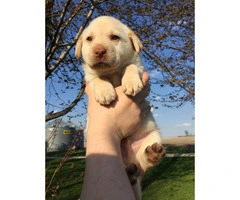 AKC males & females chocolate and yellow Labrador puppies - 6