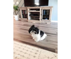 One yr old Purebred shih tzu puppy for sale - 2