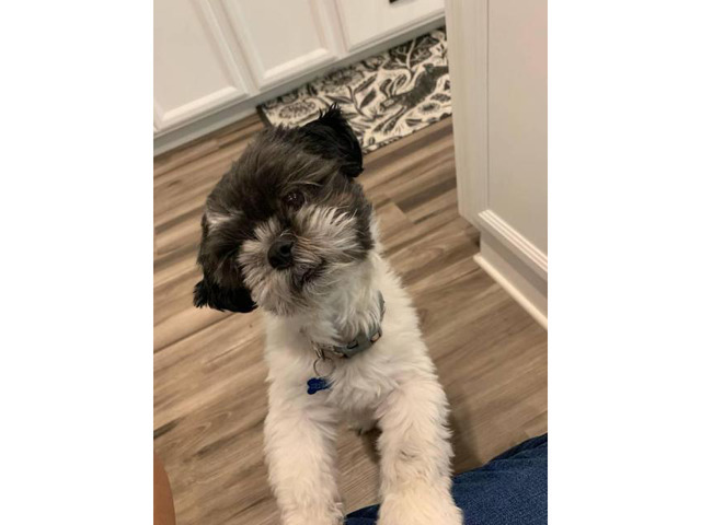 One yr old Purebred shih tzu puppy for sale Phoenix - Puppies for Sale