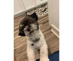One yr old Purebred shih tzu puppy for sale - 3