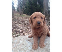 Beautiful low to non shedding Labradoodle puppies